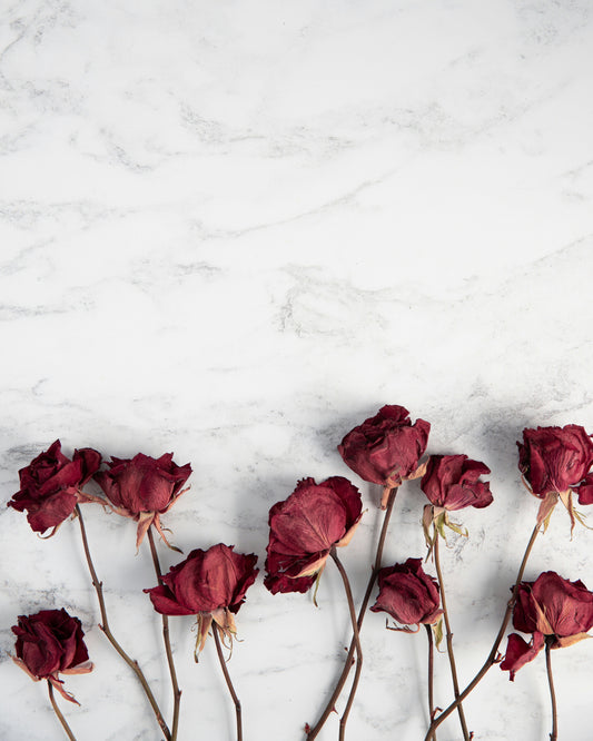 dried flowers on white background